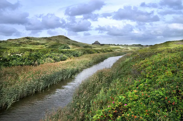 Dünenlandschaft bei Henne Strand