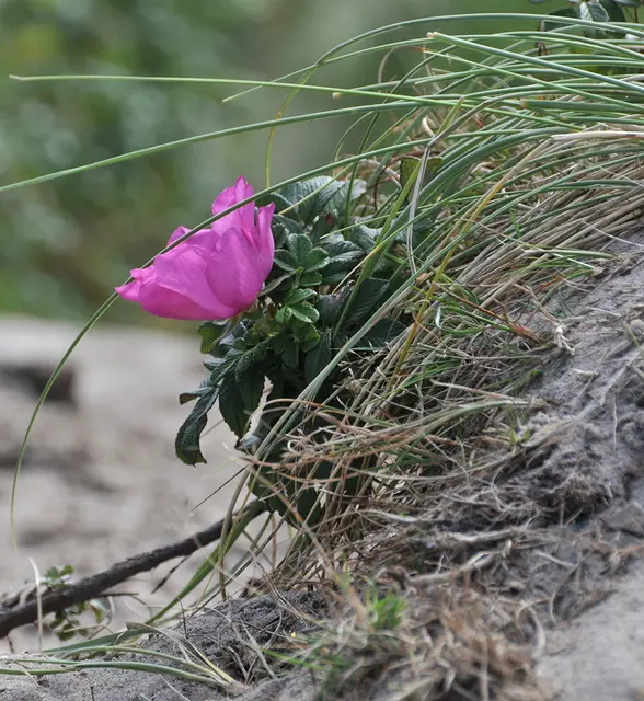Dünen bei Henne Strand