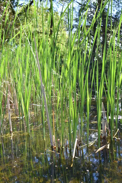 Teich im Stadtpark