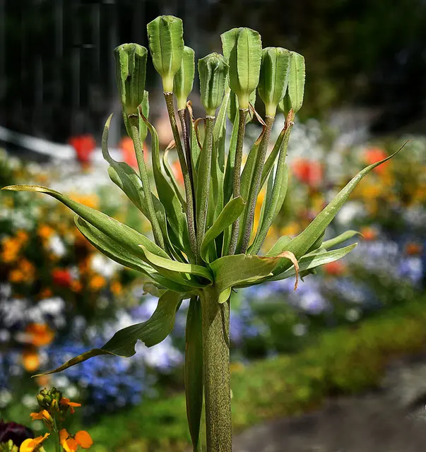 Fruchtstand einer Kaiserkrone (Fritillaria imperialis) nach der Blüte
