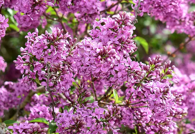 blühender Flieder (Syringa), Sein Duft gehört mit zum schönsten im Frühjahr.