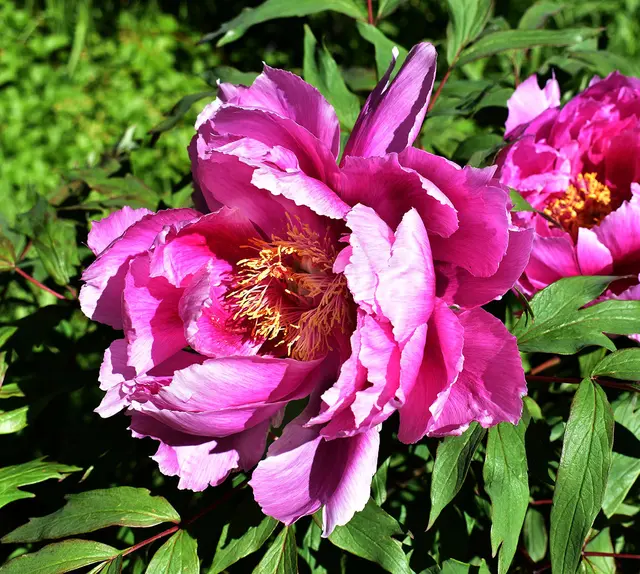 Pfingstrose (Gattung Paeonia)