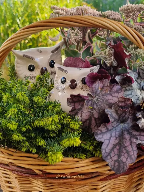 Herbstdeko Pflanzkorb Eulen