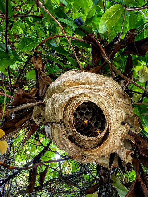 Hornissennest