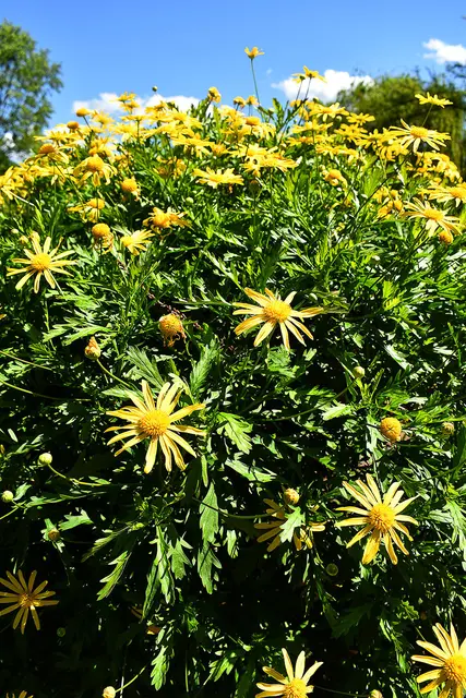 Gelbe Strauchmargerite (Euryops chrysanthemoides)
