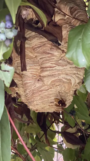 Hornisse mit Nest