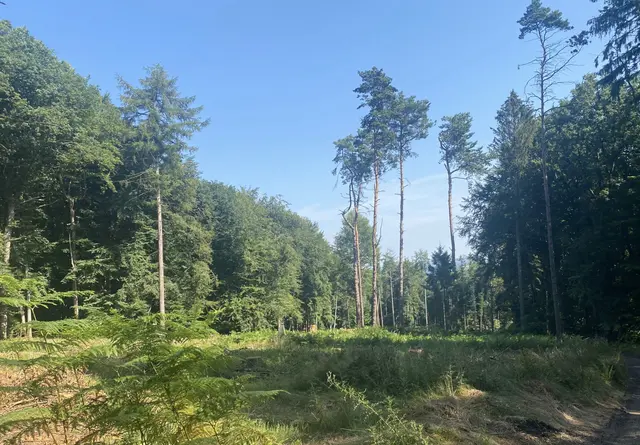 Ein erholsamer Waldspaziergang, bei dem der freie Blick in den blauen Himmel die Seele zur Ruhe kommen lässt.