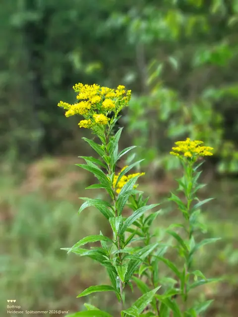 NATUR SPAZIERGANG🌿

September 2026 in BOTTROP

2026@AnastasiA