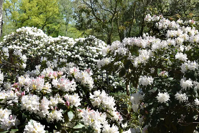 Rhododendron 'Cunningham's White' 