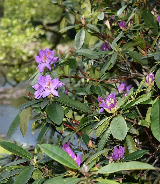 Rhododendron-Busch