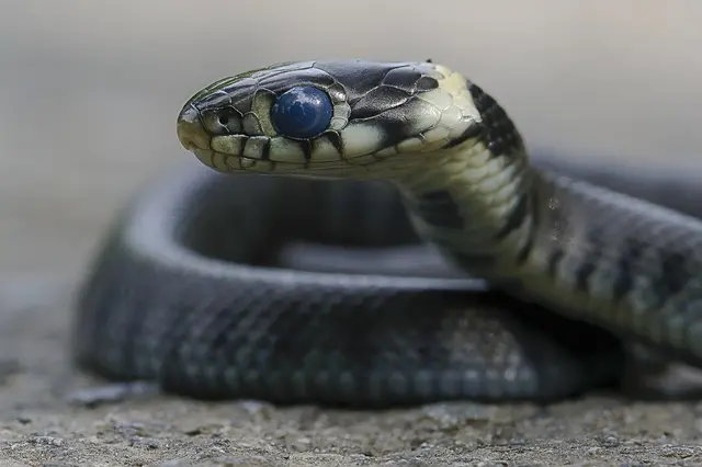 Lebensgefährlich ... 
wie sich diese junge Ringelnatter hier verhielt. Das rund 16 bis 18 cm lange Reptil befand sich gestern auf dem Asphaltweg im Naturschutzgebiet. Dort tümmeln sich Fußgänger, Eltern mit Kinderwagen, Fahrradfahrer in den Varianten "normal und rücksichtlose", dicke Fat-Bike-Fahrer und auch vermehrt E-Roller-Benutzer (die es mit der Geschwindigkeit stark übertreiben). Ich konnte das Tier kurz fotografieren und es auf eine Wiese legen. Denke mal, sonst hätte es kurz danach Schaden genommen.