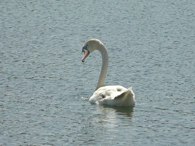 Der Maschsee ist Hannovers großer künstlicher Stadtsee