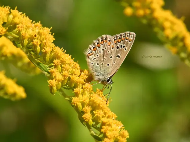 Bläuling Schmetterling Goldrute