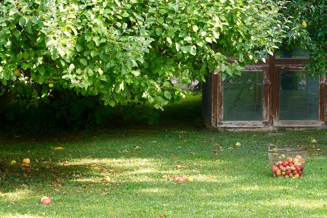Wenn gute Gedanken reifen, wachsen gute Werke. (Verfasser unbekannt) | Foto: Günter Presnitz