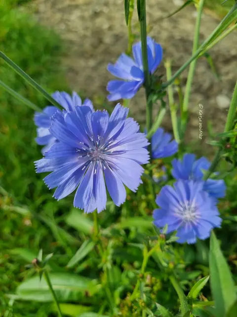 Wegwarte