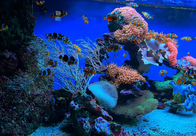 Wie kleine, leuchtende Funken gleiten die Anemonenfische durch ihren schimmernden Korallengarten. Ein zeitloser Moment friedlicher Harmonie, verzaubert im tiefen Blau des Ozeans.