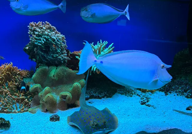 Ein markanter Nasendoktorfisch zieht im tiefblauen Wasser an prachtvollen Korallen vorbei, während am Sandboden ein blau gepunkteter Blaupunktrochen ruht.