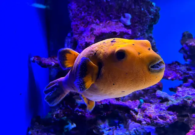 Ein echter Hingucker: Dieser gelbe Kugelfisch schwimmt direkt nah an die Scheibe und lässt sich wunderbar bei seiner Erkundungstour vor den bunten Korallen beobachten.