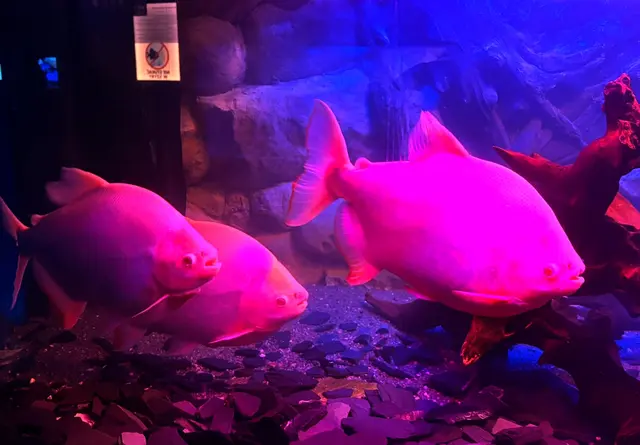 Große Salmler im intensiven Farbenspiel zwischen dunklen Steinen und urzeitlich wirkenden Wurzeln.