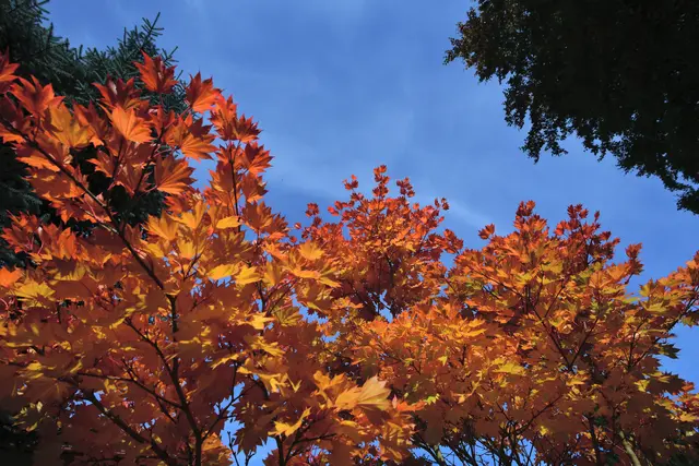 Erst im Herbst zeigt sich die bunte Vielfalt der Natur. Wir Menschen sollten dies als Vorbild und Anreiz sehen, auch unseren eigenen Lebensherbst farbig zu gestalten. (Willi Meurer) | Foto: Günter Presnitz