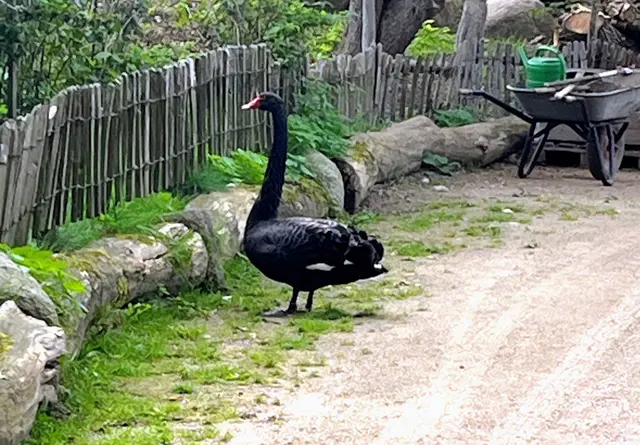 Besonderer Besuch auf dem Hof: Ein Schwarzer Schwan setzt einen edlen Akzent in der Natur.
