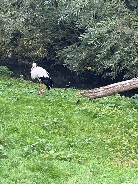 Ein Storch legt am schattigen Gewässerrand eine ruhige Pause ein.