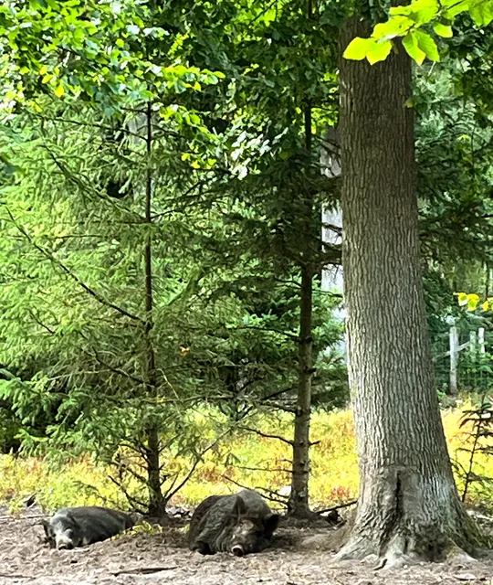 Gut versteckt im kühlen Schatten der Bäume genießen zwei Wildschweine die Ruhe des Waldes.