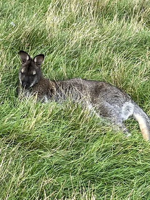 Ein Känguru genießt gut getarnt die Ruhe im hohen Grün.