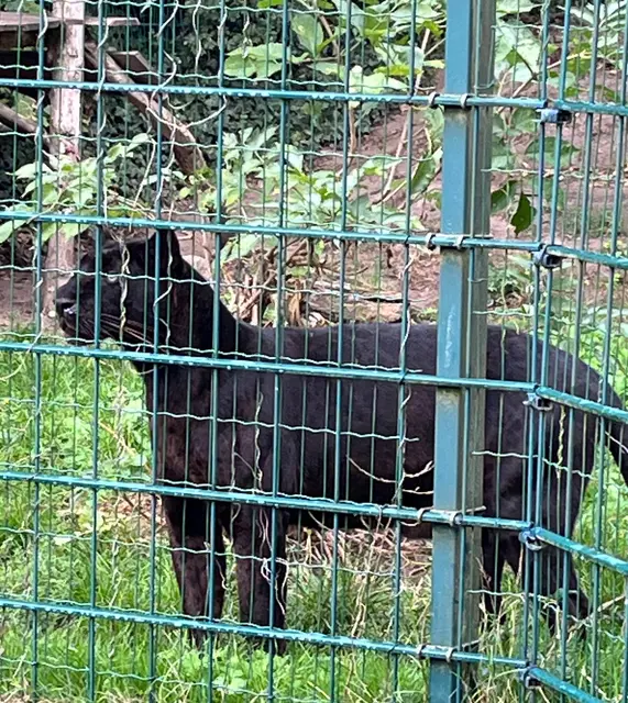 Beeindruckende Begegnung am Gehege – die majästetische Raubkatze aus nächster Nähe.