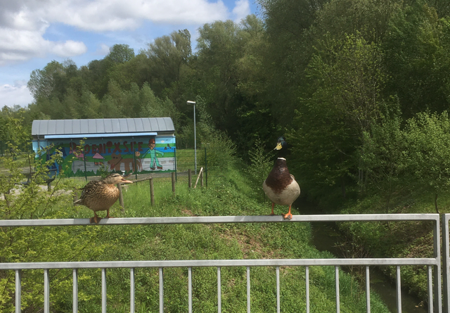 Erst beobachtete mich eine Ente ganz neugierig vom Geländer aus. Wenige Augenblicke später bekam sie Gesellschaft – zu zweit genießt sich die Aussicht im Grünen eben doch am besten.