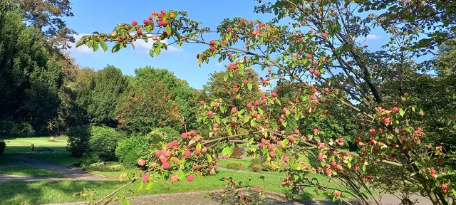 Schnappschuss Terrassenfriedhof Essen-Schönebeck vom 4.10.26