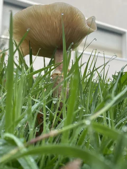 Frisches Pilsken, sach man im Pott.
Tautropfen noch am Gras. | Foto: Umbehaue
