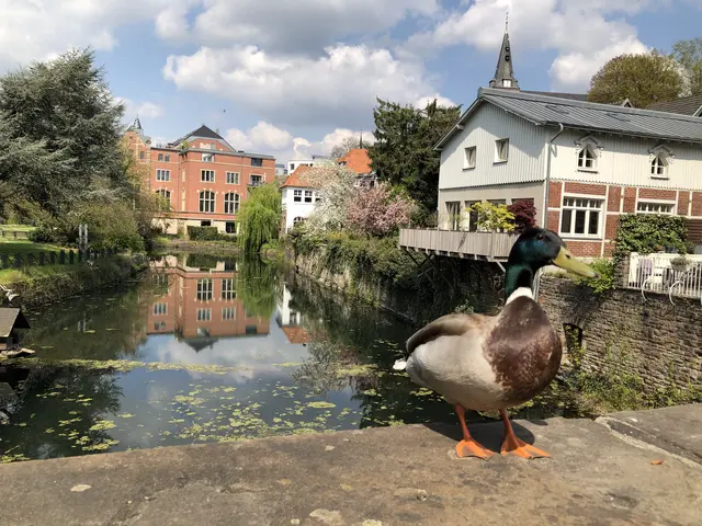 Ganz schön neugierig die Ente. sieh ahnt sicher, dass sie Fotogen ist. | Foto: umbehaue