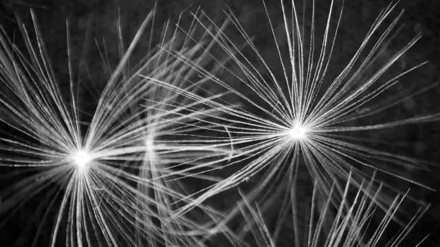 Die Flugsamen des Löwenzahne unter dem Mikroskop.Die feinen Haarkonstruktionen (Pappus) der Samen strahlen sternförmig von den kleinen Zentren ab. 

Die feinen Härchen des Schirmchens (Pappus) sind exakt so angeordnet, dass sich beim Fliegen direkt darüber ein stabiler, ringförmiger Luftwirbel bildet. Dieser erzeugt einen Unterdruck, der den Samen wie ein unsichtbarer Fallschirm nach oben zieht. Das macht den Flug der Pusteblume viermal effizienter als den eines künstlich nachgebauten Fallschirms und trägt ihn bunter Extrembedingungen 10 bis  16 Kilometer von der Mutterpflanze weg.