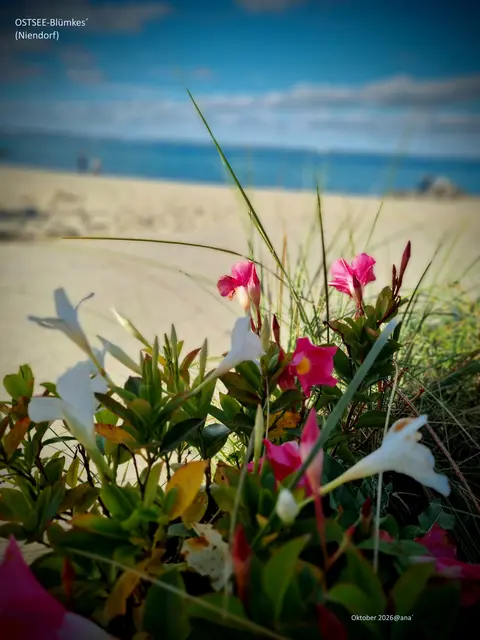... ich will zurück 
an die ...

OSTSEE!!! ♥

Blümkes´ am Meer

Oktober 2026@AnastasiA

LIEBE GRüßE