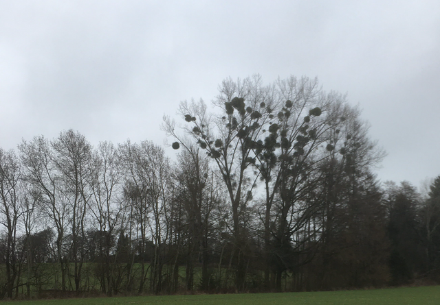 Mitten im kargen Geäst zeichnen sich mysteriöse Formen gegen den grauen Himmel ab. Die Natur bewahrt auch in der ruhigen Jahreszeit ihre kleinen Geheimnisse.