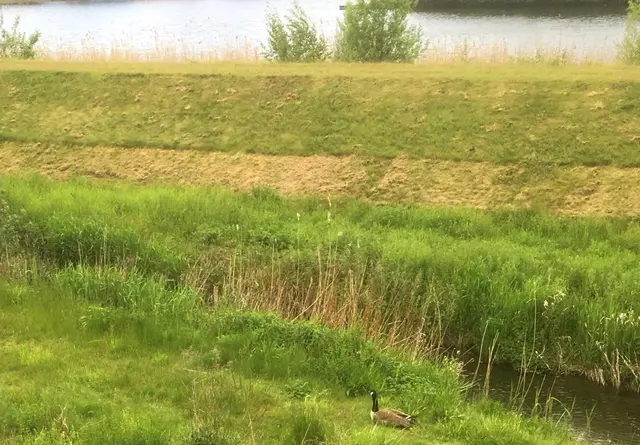 Unten am kleinen Bachlauf genießt ein stiller Beobachter die Ruhe der Natur. Ein sanfter Augenblick, der zeigt, wie wenig es braucht, um im Einklang mit sich zu sein.