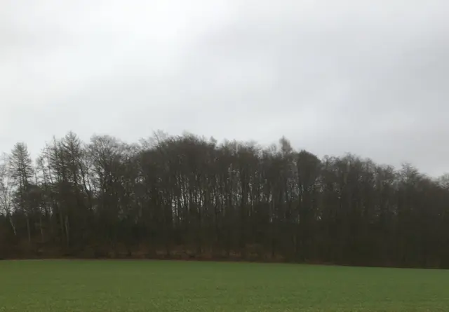 Ein kühler Tag, verhängter Himmel und die stille Ruhe des Waldes. Manche Augenblicke brauchen keine lauten Farben, um ihre ganz eigene Wirkung zu entfalten.