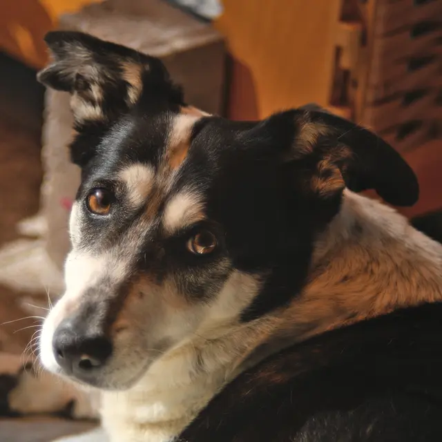 Gib dem Menschen einen Hund und seine Seele wird gesund! (Hildegard von Bingen) | Foto: Günter Presnitz