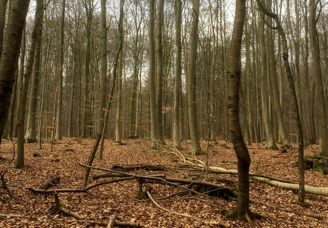 Altes Holz weicht, um Raum für Neues zu schaffen. Der Wald zeigt uns jeden Tag, dass Loslassen der natürliche Lauf aller Dinge ist.