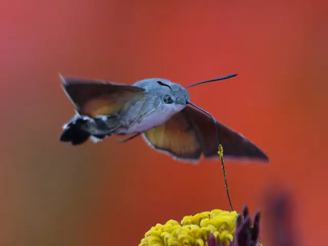 Die letzten Taubenschwänzchen...
...in diesem Jahr? Die beindruckenden und nimmermüden Insekten zeigen sich ja nur, wenn auch die Sonne sich blicken lässt..3, 1/3200 Sek. ISO 3200