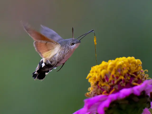 Die letzten Taubenschwänzchen...
...in diesem Jahr? Die beindruckenden und nimmermüden Insekten zeigen sich ja nur, wenn auch die Sonne sich blicken lässt.