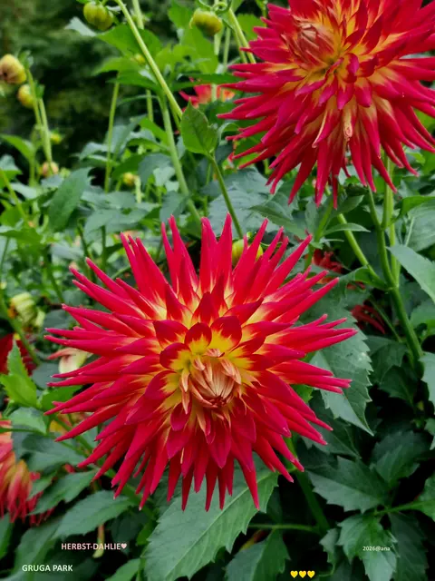 ... bevor es in den Winterschlaf geht...
geben wir noch einmal so RICHTIG
POWER und blühen auf!!!🌺🍁🌺

Jedes Jahr aufs´ Neue...
DAHLIEN in der Dahlien-Arena
im Essener GRUGA-Park♥

WUNDERSCHÖN💚❤️💚
Ganz lieben DANK dafür 
:-)))

............   2026@AnastasiA
im OKTOBER♥