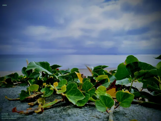 NATÜRLICH...
kann ein solches BILD 
irgendwie wo überall auf der WELT🌎
an einem Fluss, einem See oder am MEER🌊
Gemacht worden sein, ...
logisch!
Eine kleine "Begrenzungs-Mauer" zwischen
Dünen, Strand + Meer dahinter,  und eben 
dem Fußweg, der Promenade und "Küstenstraße"...
ALLEIN 🩵🌊🩵das Gefühl, das Wissen, ... 
die OSTSEE (zum Beispiel) ist gaaanz´ in der Nähe,
macht mich oft zufriedener, ruhiger ...
und, ich liebe einfach "solche" Fotomotive und Perspektiven ❤️🧘‍♀️❤️

Oktober an der Ostsee💜
2026@AnastasiA
