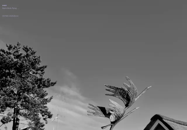 Black and White

Black Birds

Flying into Black

♥♥♥
2026@AnastasiA