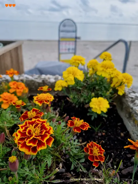 einfach mal´ sooo´
Ein sonntäglicher BLUMEN-Gruß ♥


Oktober 2026@AnastasiA