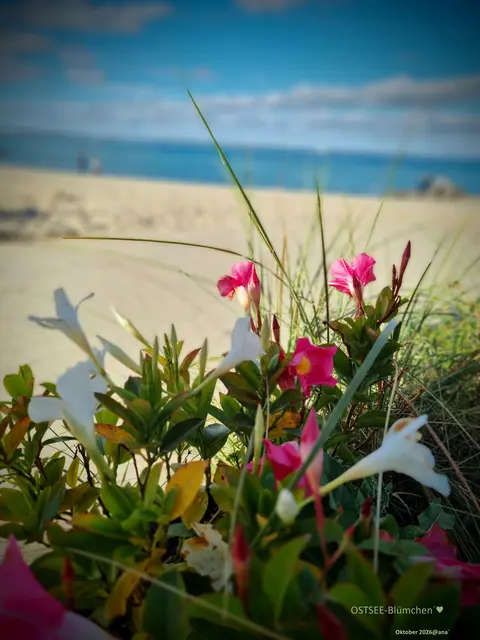 BRUACH´ das nun 
irgendwie
... da es mir nicht so gut geht
und blöde Termine anstehen ...
:-(
Brauche nun also die schöne, 
wohltuende Erinnerung an das Meer...

OSTSEE im Oktober 2026
@AnastasiA