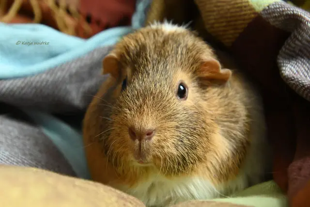 Meerschweinchen