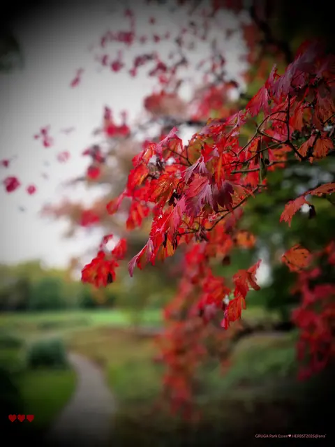 ... gestern
im Essener´
GRUGA-Park
♥♥♥

Ich liebe den HERBST

Oktober 2026@AnastasiA

