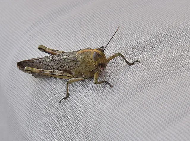 Sie besuchte uns auf Mallorca:  Ägyptische Wanderheuschrecke (Anacridium aegyptium)